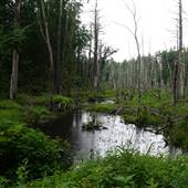 Lancaster Town Forest