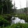 Lancaster Town Forest