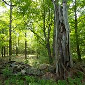 New Marlborough Forest, Sandisfield