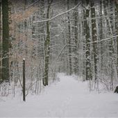 Hartwell Town Forest