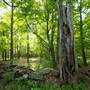 New Marlborough Forest, Sandisfield