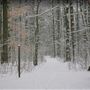 Hartwell Town Forest