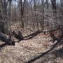 Forest near NES
