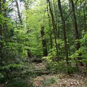 Greylock State Reservation