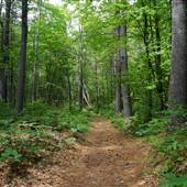 Townsend State Forest