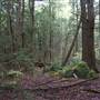 Raven Woods
