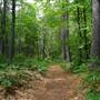 Townsend State Forest
