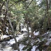 Windsor State Forest
