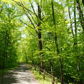 Pittsfield State Forest