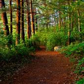 Stony Brook Wildlife Sanctuary