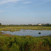 Squantum Marshes