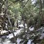 Windsor State Forest