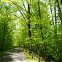 Pittsfield State Forest