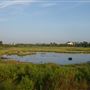 Squantum Marshes