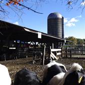 Great Brook Farm