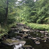 Willard Brook