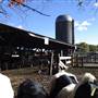 Great Brook Farm