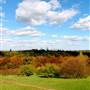 Arnold Arboretum