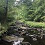 Willard Brook