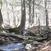 Pittsfield State Forest