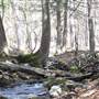 Pittsfield State Forest