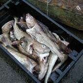 Atlantic Coast Seafood