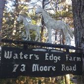 The Water's Edge