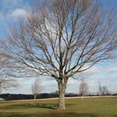 Larz Anderson Park, Brookline