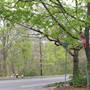 Fairbanks Rd & Tufts Rd & Phinney Rd