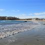 Magnolia (Gray Beach) Gloucester