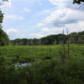 Reading Town Forest